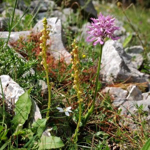 Links: Aceras anthopophorum - poppenorchis  rechts: Orchis italica - Italiaanse orchis
