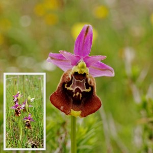 Ophrys holoserica - hommelorchis