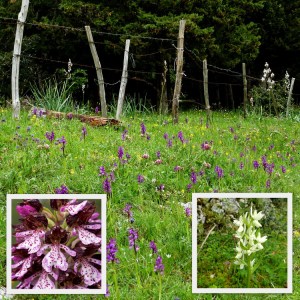 links: Orchis purpurea - Purperorchis  midden: Orchis morio - Harlekijntje Rechts: Dactylorhiza romana - Romeinse orchis
